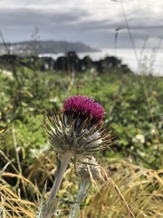 Cirsium occidentale occidentale