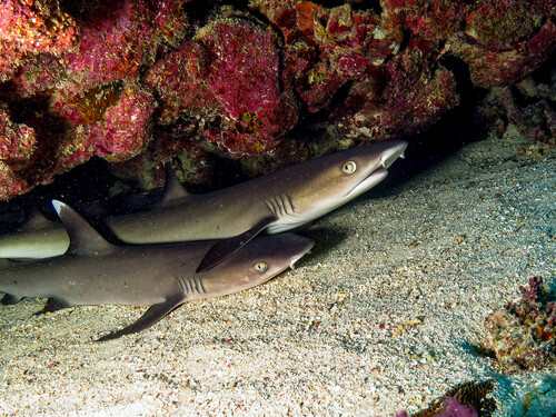 Whitetip reef shark
