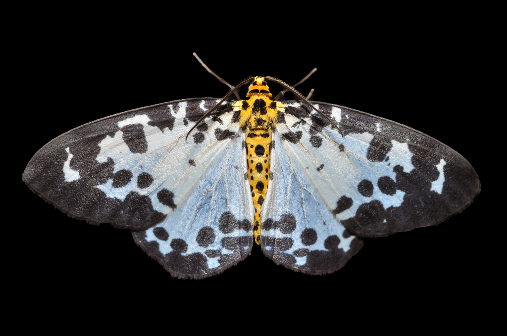 Abraxas invasata