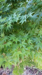 Acer palmatum