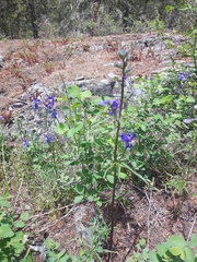 Delphinium sutherlandii