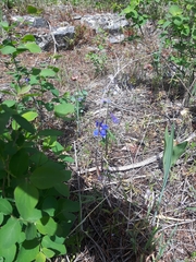 Delphinium sutherlandii