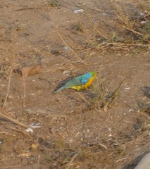 Passerina leclancherii