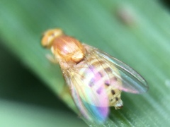 Chyromyidae