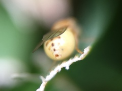 Chyromyidae