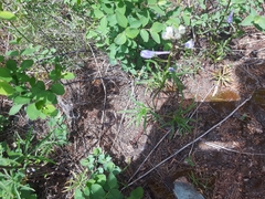 Delphinium sutherlandii