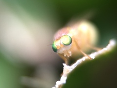 Chyromyidae