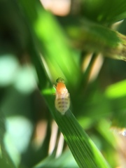 Chyromyidae