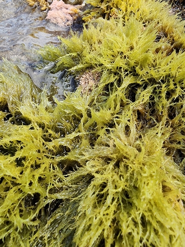 Ulva clathrata observed 2024-06-09