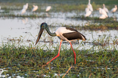 Black-Necked Stork photo 4