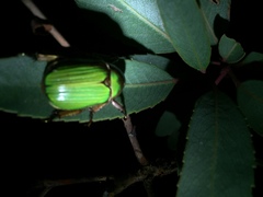Chrysina lecontei