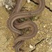 Texas Brown Snake - Photo (c) Jessica, some rights reserved (CC BY-NC), uploaded by Jessica