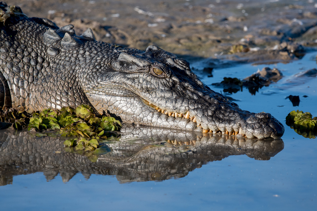 Crocodylus porosus
