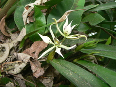 Prosthechea chimborazoensis