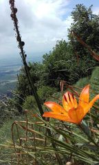 Lilium bulbiferum