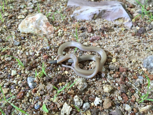 Photo of a Yaqui Black-headed Snake (Tantilla yaquia)