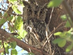 Megascops kennicottii