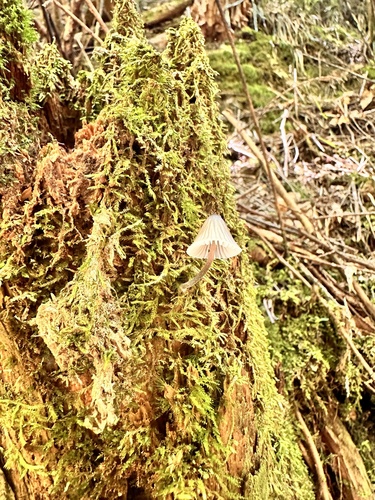 Mycena purpureofusca
