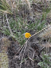 Tetraneuris torreyana