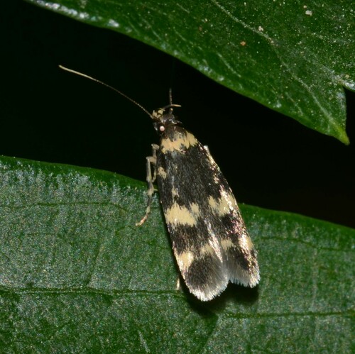 Scarce Obscure Moth