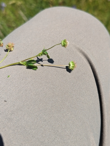 Image of Trifolium microdon by (c) Ernesto Chavez-Velasco, some rights reserved (CC BY)