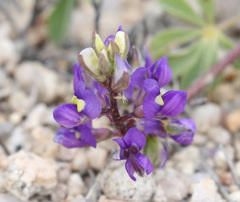 Lupinus flavoculatus