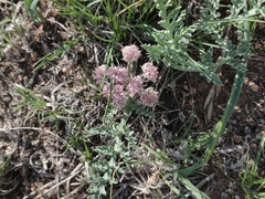 Vesper bulbosus