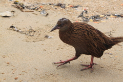 Gallirallus australis scotti