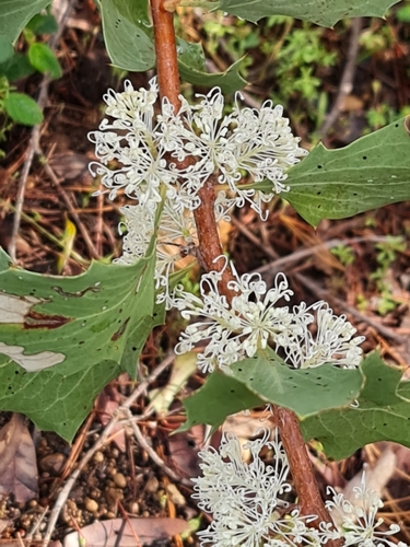 Image of Hakea cristata by (c) Belinda Forbes, some rights reserved (CC BY)