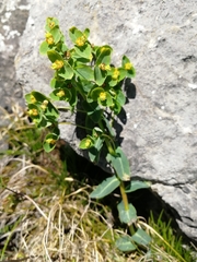Euphorbia alpina