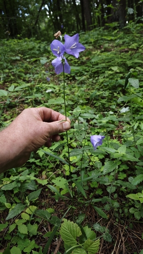 Didžiažiedis katilėlis