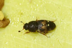 Carpophilus hemipterus