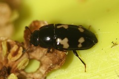 Glischrochilus quadriguttatus