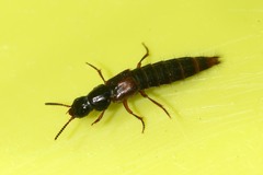 Quedius cruentus