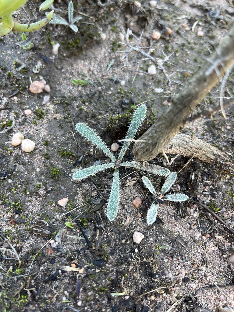 Gethyllis barkerae, West Coast District Municipality, South Africa