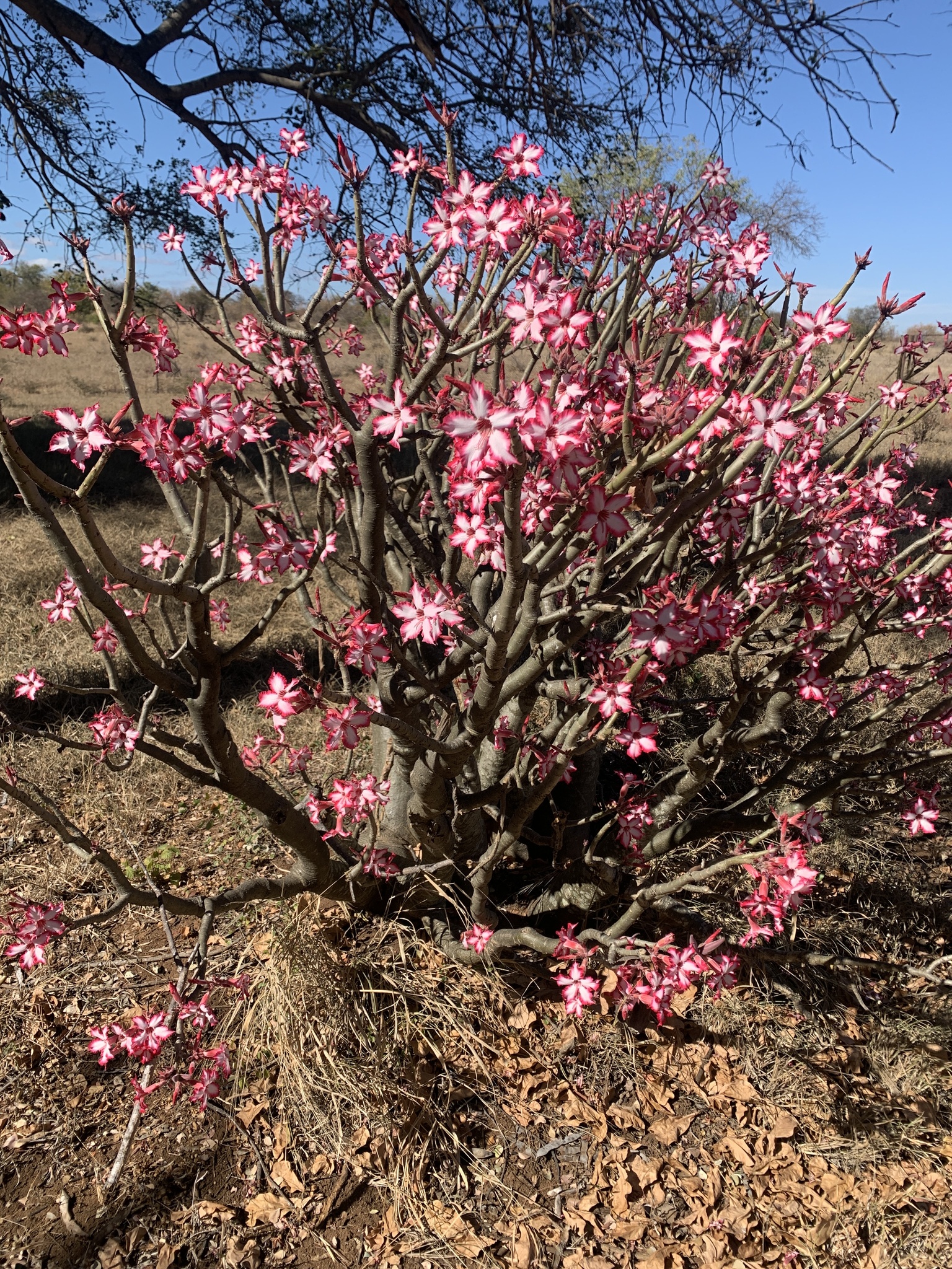 Imagem de Rosa-do-deserto