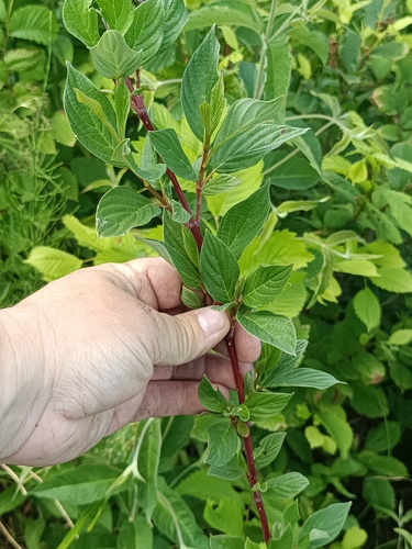 Cornus alba