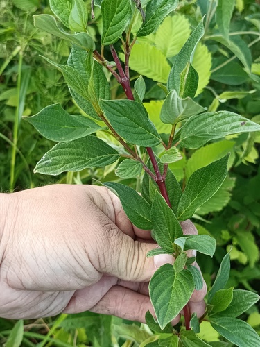 Cornus alba