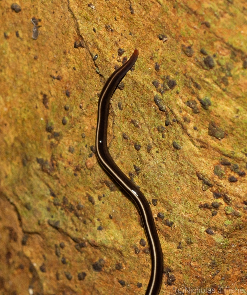 Blue Garden Flatworm from Lismore NSW 2480, Australia on June 8, 2024 ...