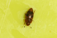 Epuraea ocularis