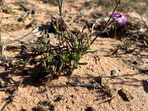 Image of Lampranthus spiniformis by (c) Charleen Brunke, some rights reserved (CC BY)