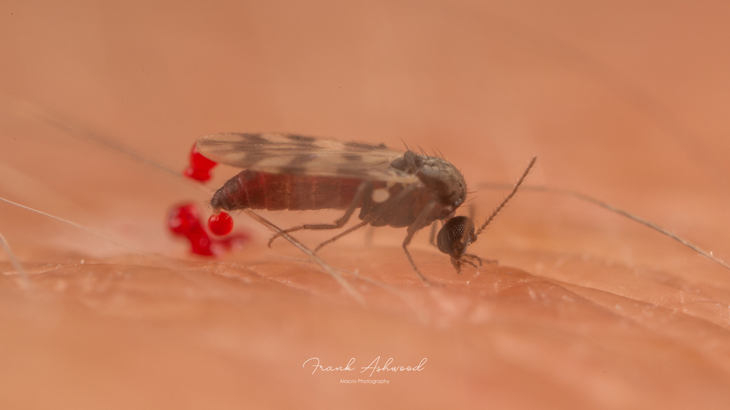 Culicoides impunctatus