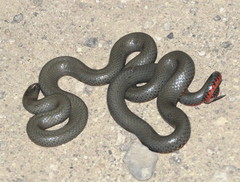 Diadophis punctatus regalis