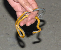 Diadophis punctatus regalis