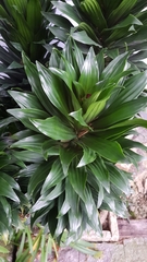 Dracaena fragrans compacta