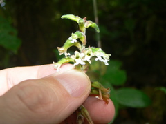 Microchilus