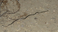 Diadophis punctatus regalis