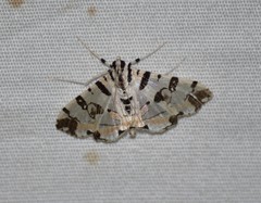 Conchylodes salamisalis