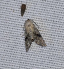 Abablemma duomaculata