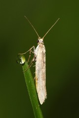 Plutellidae